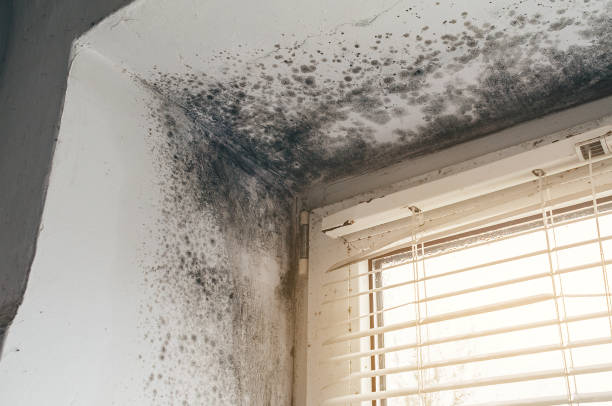 Affordable Mold Removal solutions in Redmond, OR